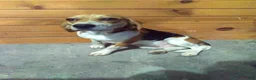 Beagle dogs for sale: Red - Ad 1