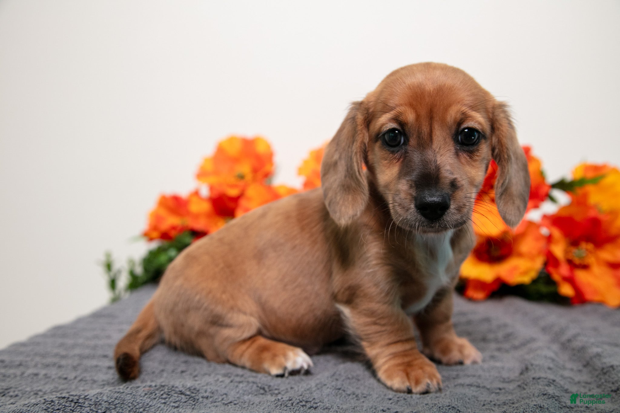 Miniature Dachshund dogs Poppy - Ad 2