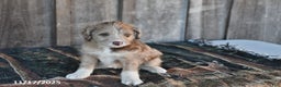 Mixed Breed dogs for sale: Lily - Ad 3