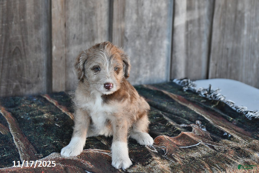 Mixed Breed dogs for sale: Lily - Ad 3