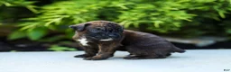 Boxer dogs for sale: Lenny Boxer Puppy  - Ad 7