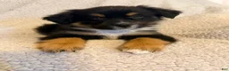 Miniature Australian Shepherd dogs for sale: Male #2 - Cassian - Ad 4