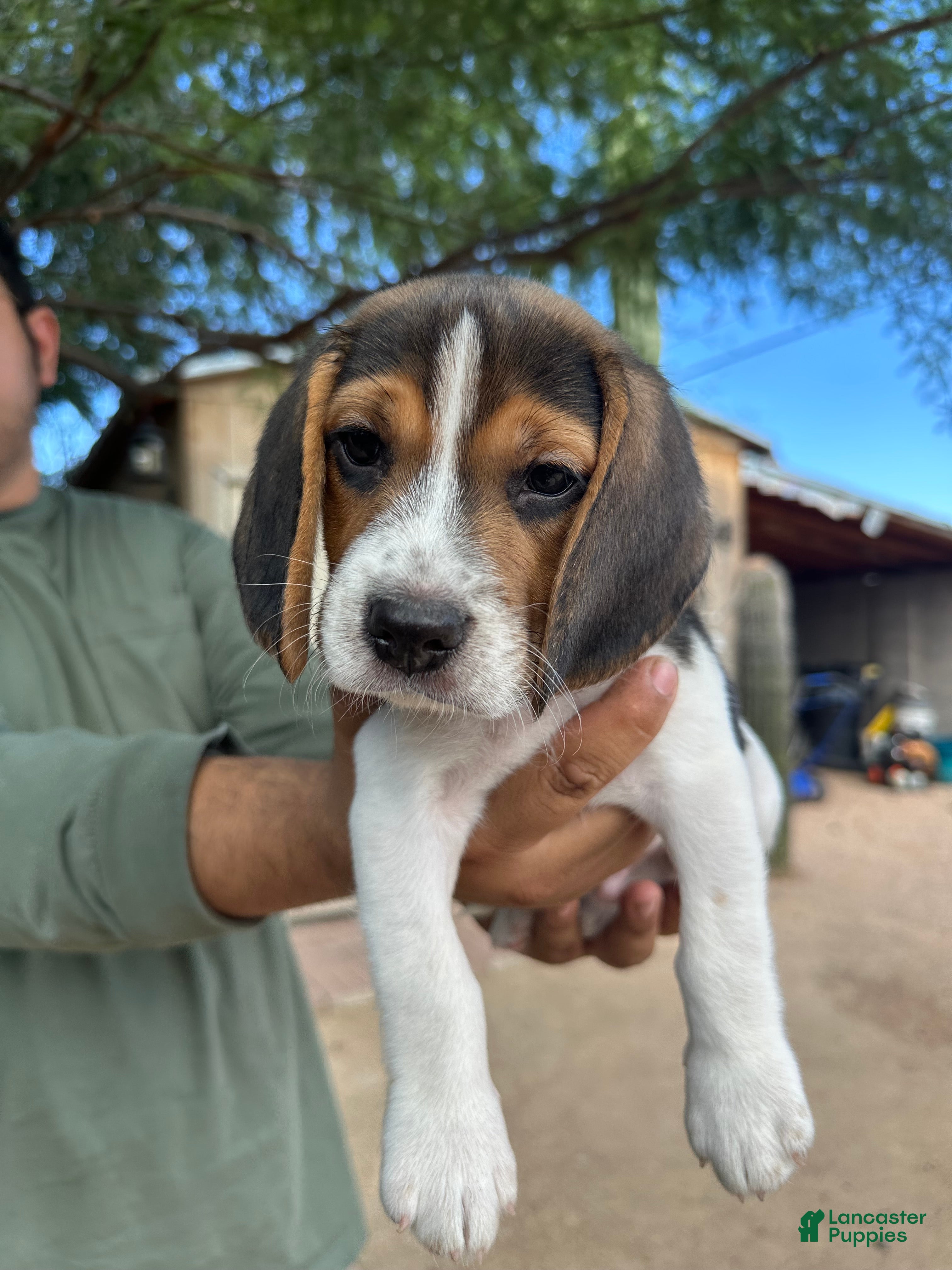 Beagle dogs for sale: Rojo - Ad 4
