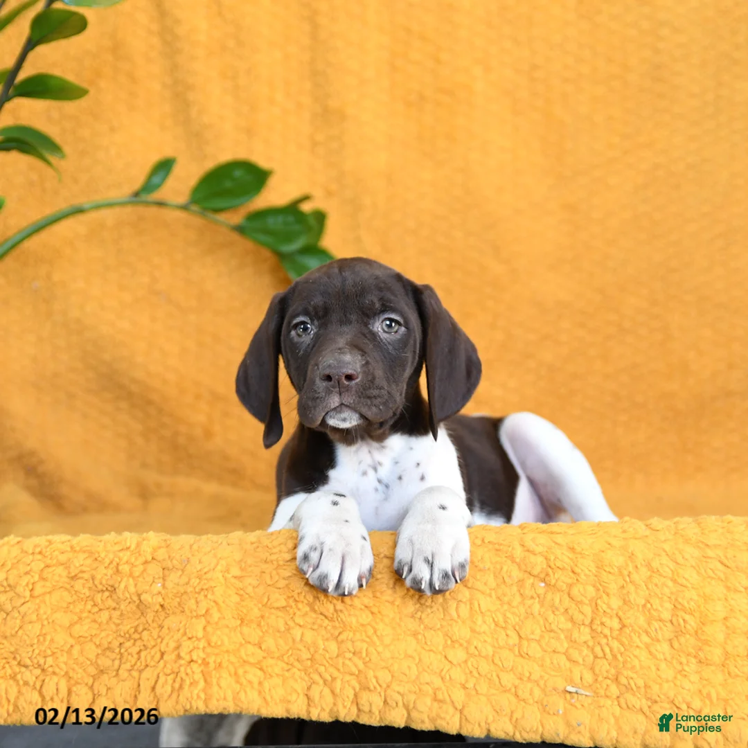 German Shorthaired Pointer dogs for sale: Blueberry - Ad 5