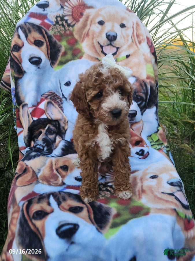 Miniature Poodle dogs Beauty - Ad 2