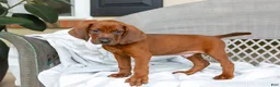 Redbone Coonhound dogs for sale: Bolt - Ad 3