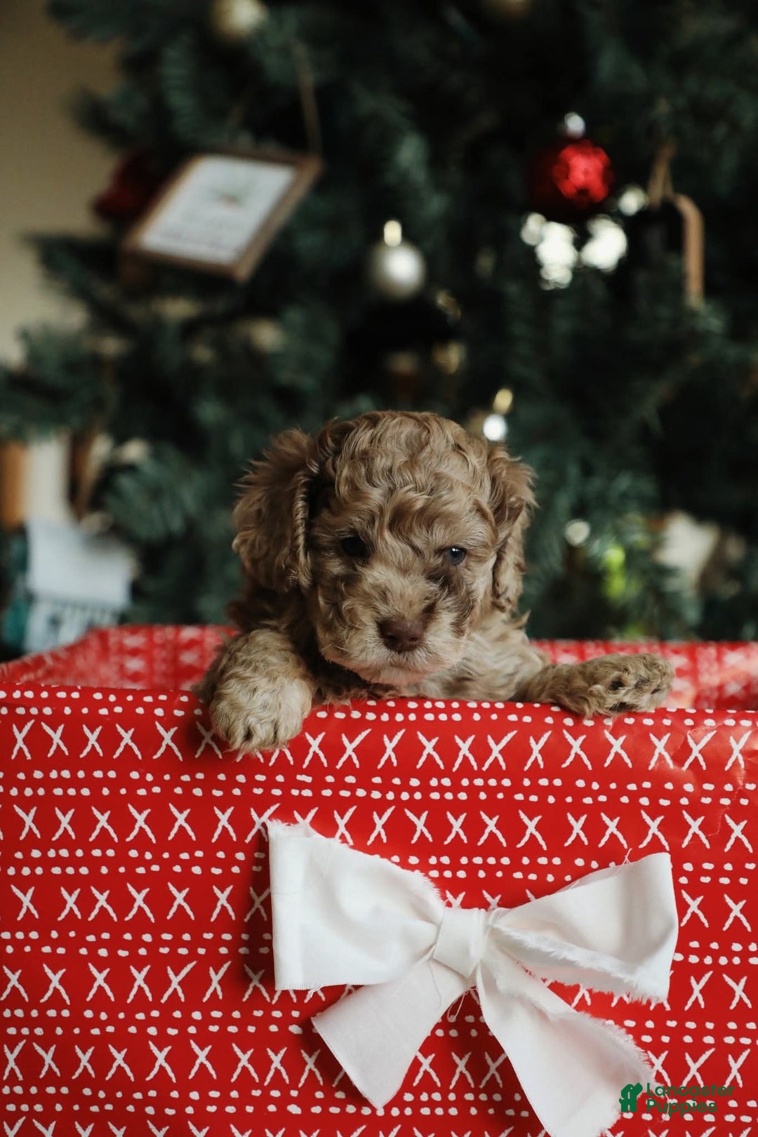 Mini Aussiedoodle dogs for sale: Rover - Ad 3