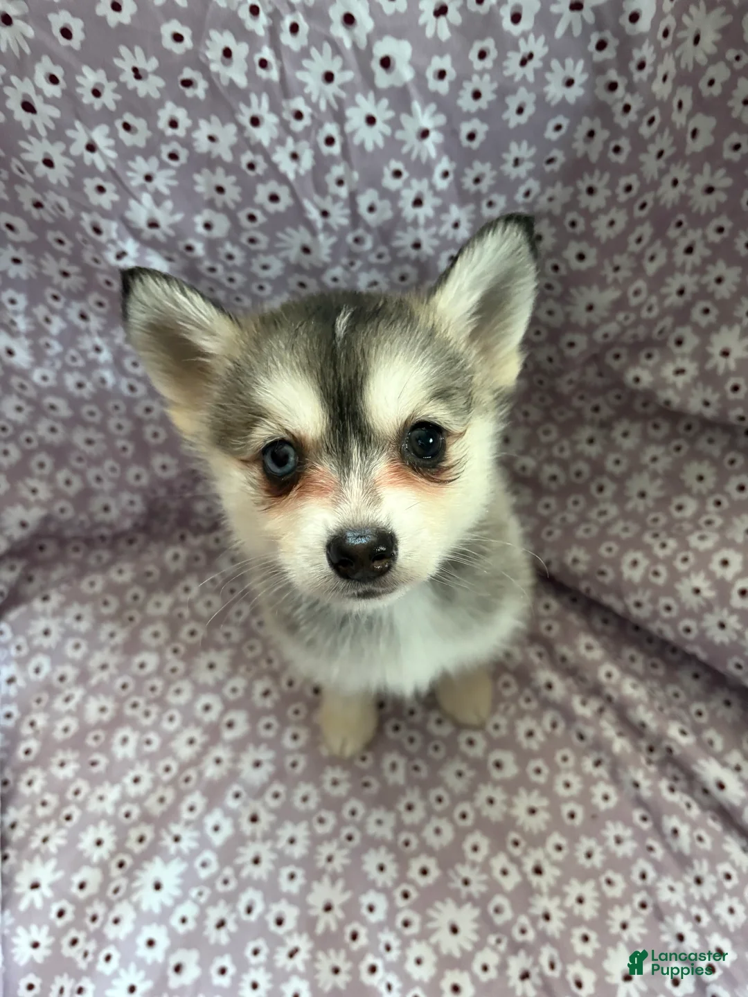 Pomsky dogs for sale: Kiara Puppy 6 - Ad 4