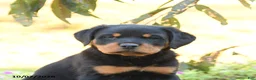 Doberman Pinscher dogs for sale: Buster - Ad 4
