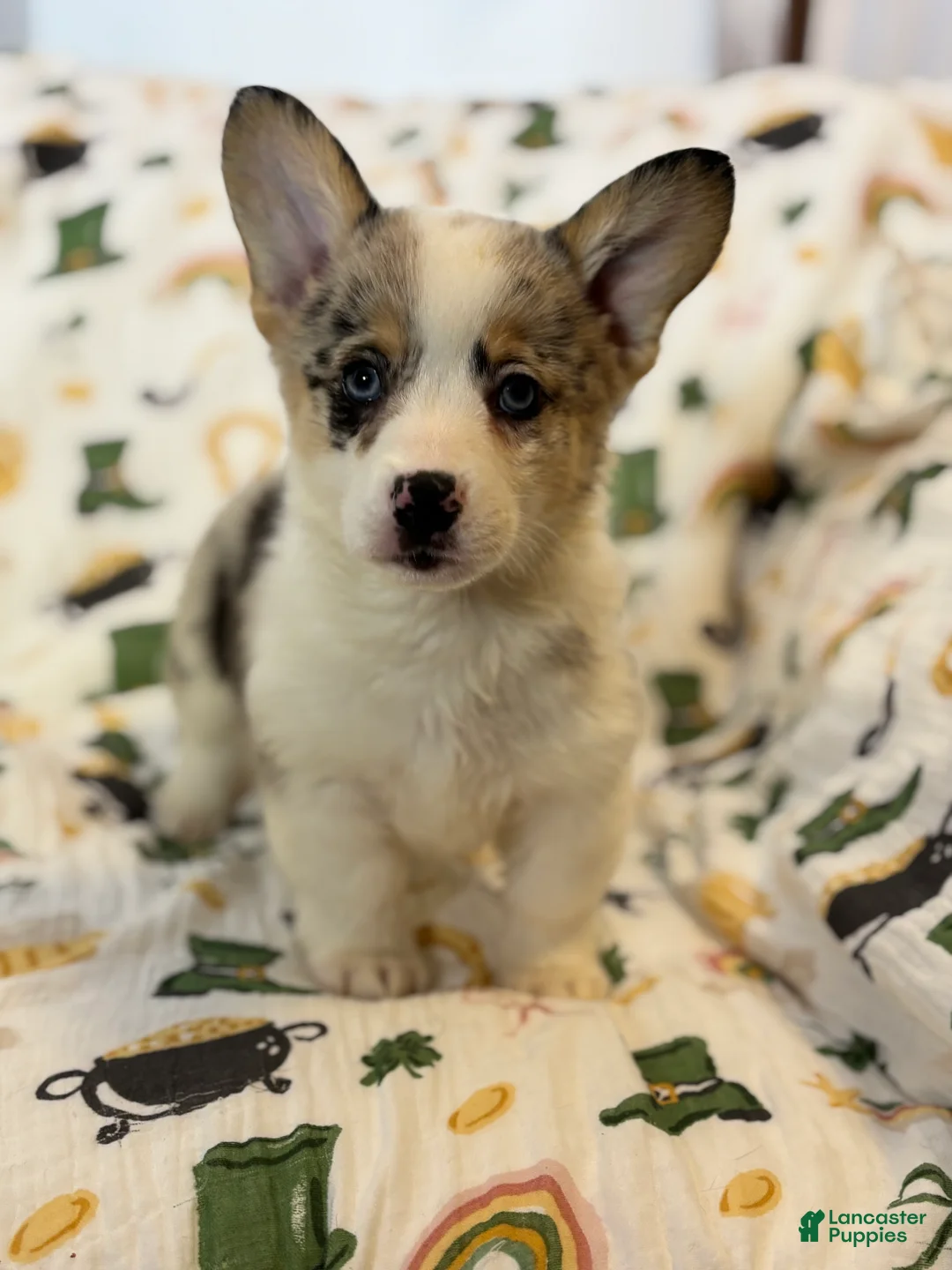 Mixed Breed dogs for sale: Fawna - Ad 1