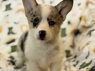 Mixed Breed dogs Fawna - Ad 3