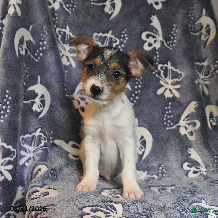 Mixed Breed dogs Rip   - Ad 1