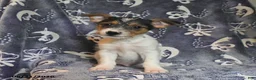 Mixed Breed dogs for sale: Rip   - Ad 1