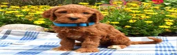 Sheepadoodle dogs for sale: Simba - Ad 8