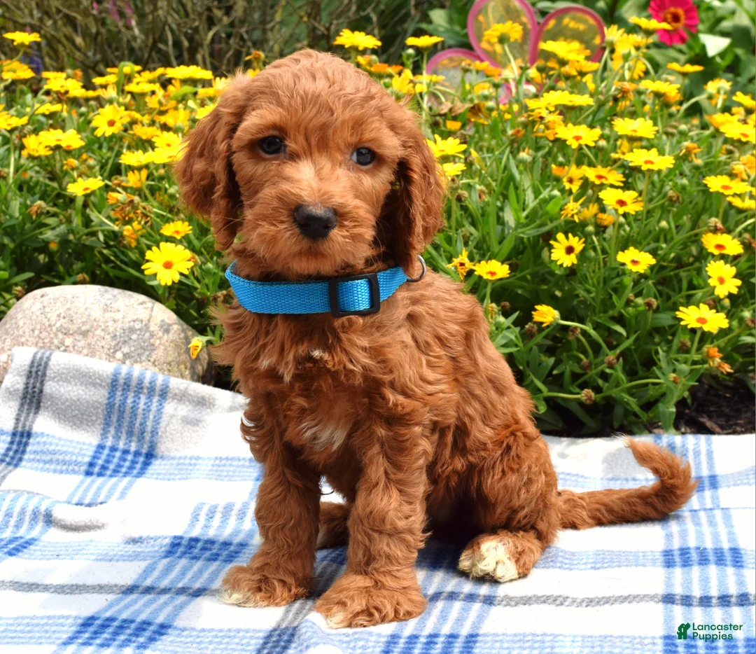Sheepadoodle dogs for sale: Simba - Ad 8