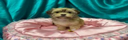 Havanese dogs for sale: Samatha - Ad 3