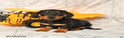 Miniature Dachshund dogs for sale: Larry - Ad 2
