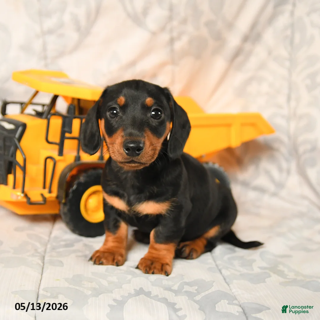 Miniature Dachshund dogs for sale: Larry - Ad 2