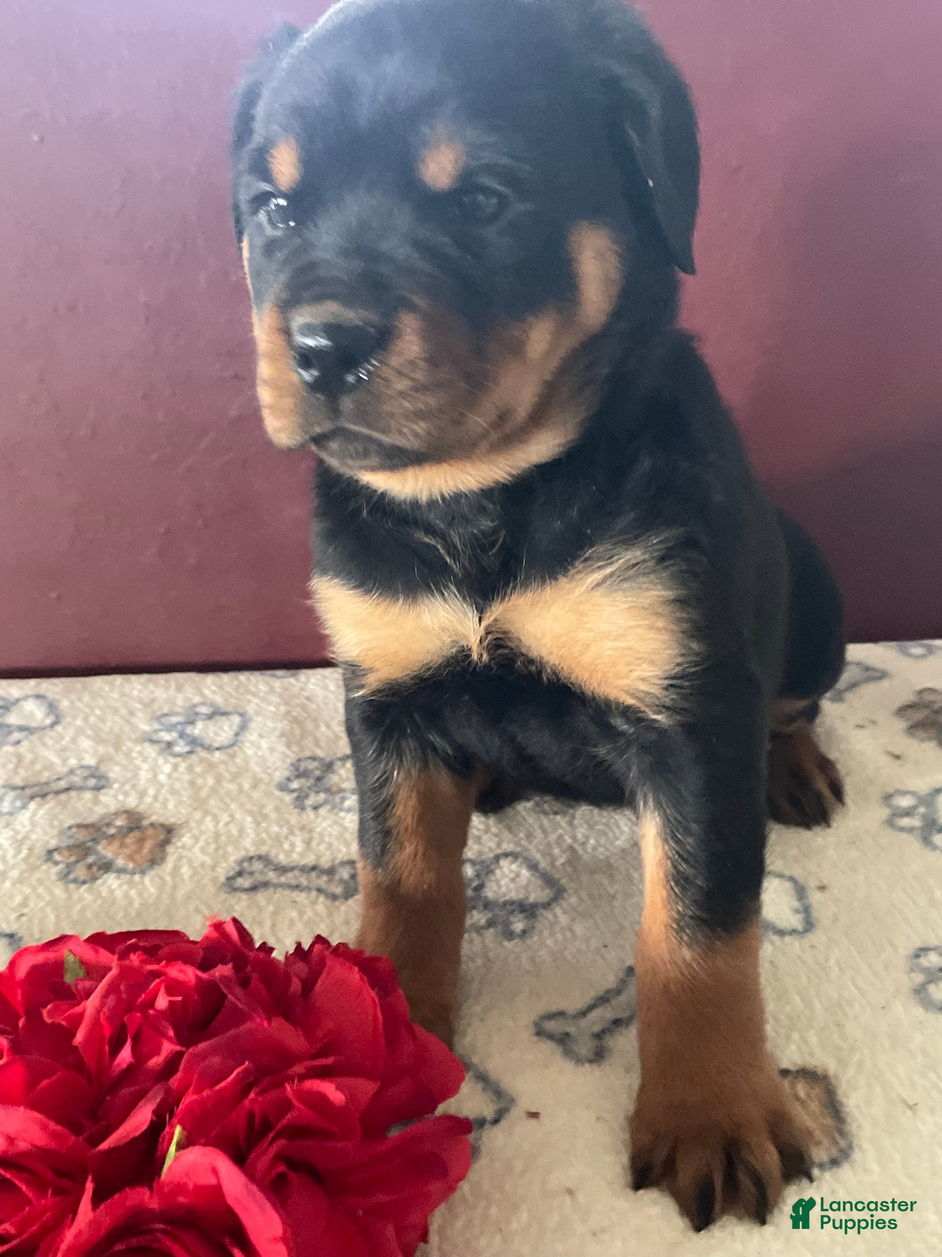 Rottweiler dogs Mimi - Ad 26