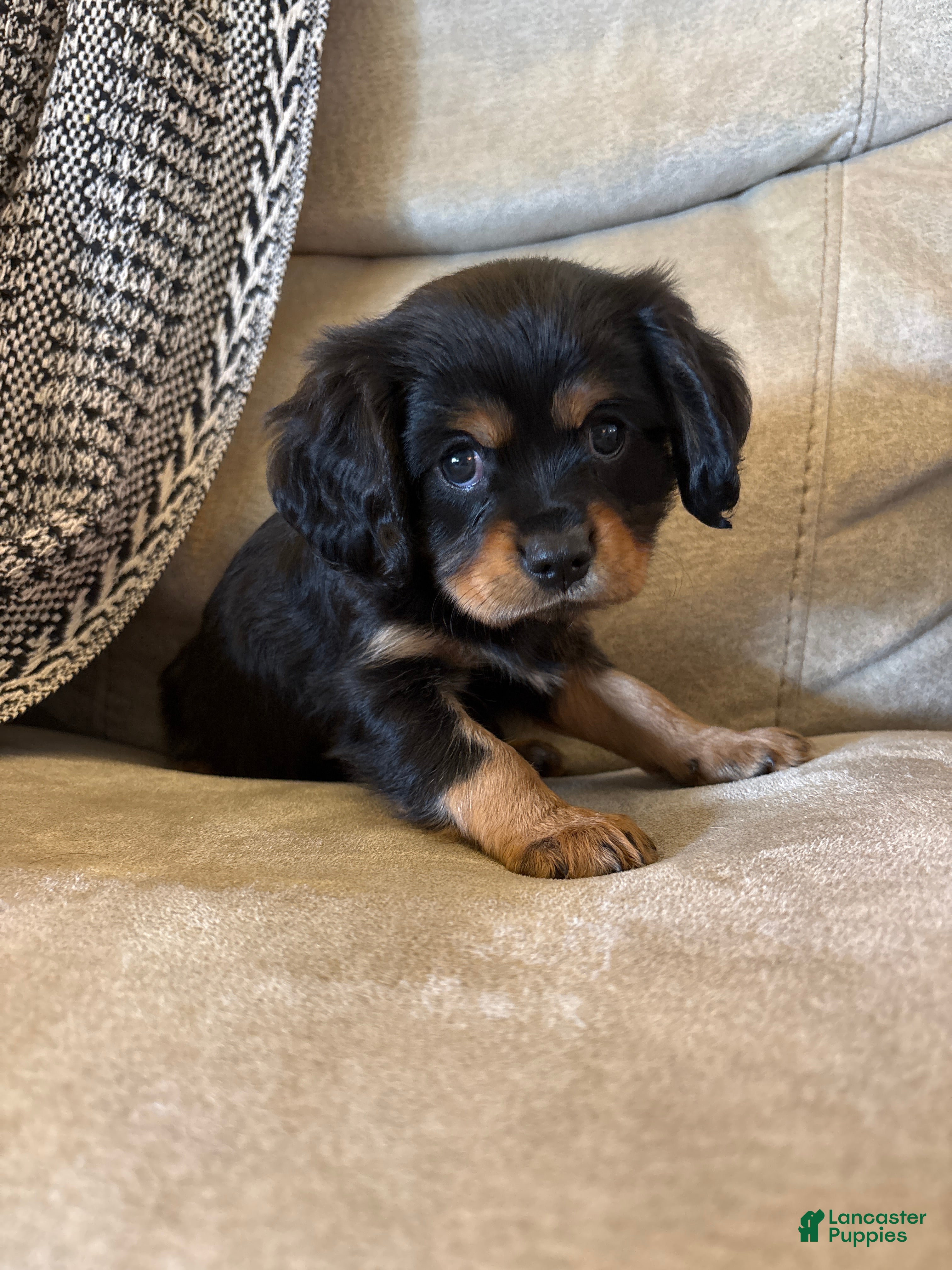 Mixed Breed dogs Barrett  - Ad 1
