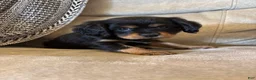 Mixed Breed dogs for sale: Barrett  - Ad 1