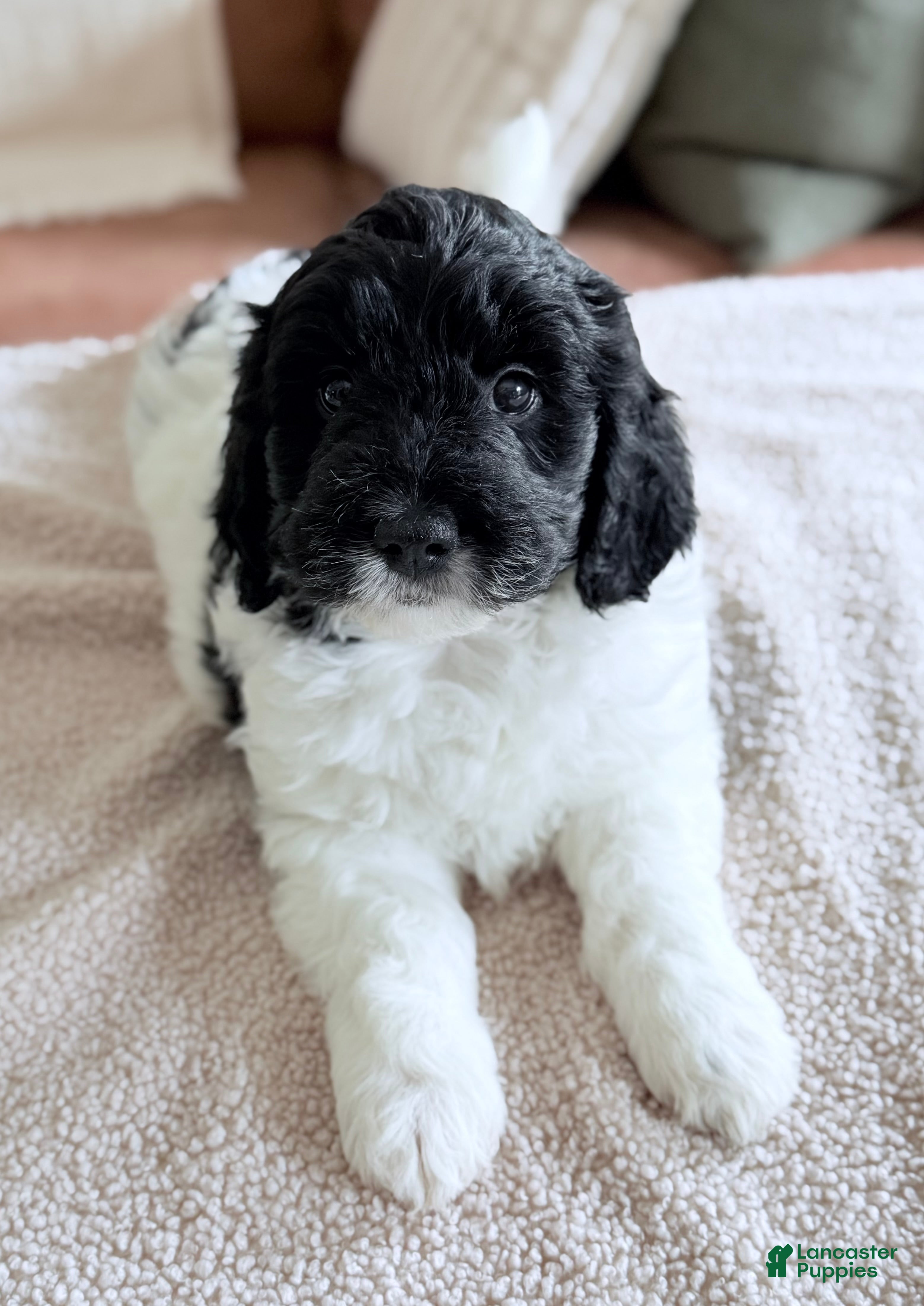 Goldendoodle dogs Binky - Ad 1