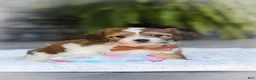Cavachon dogs for sale: Braxton - Ad 4