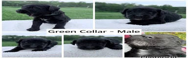 Goldendoodle Puppy - Green Collar Male