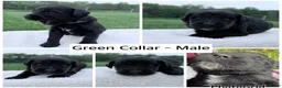 Goldendoodle dogs for sale: Goldendoodle Puppy - Green Collar Male - Ad 1