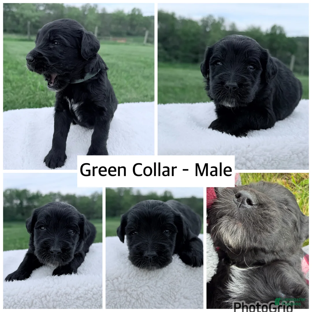 Goldendoodle dogs for sale: Goldendoodle Puppy - Green Collar Male - Ad 1