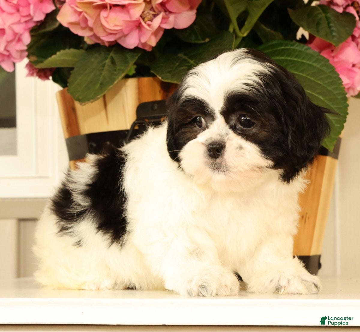Malshi dogs for sale: Maggie - Ad 5