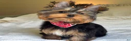 Yorkshire Terrier dogs for sale: Cody - Ad 13