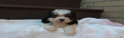 Miniature Poodle dogs for sale: Diego  - Ad 4