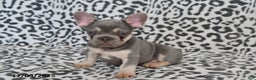 French Bulldog dogs for sale: Love Bug - Ad 6