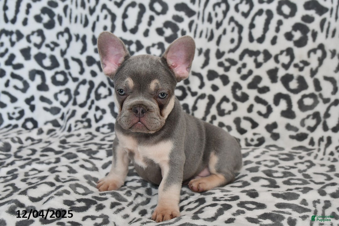 French Bulldog dogs for sale: Love Bug - Ad 6