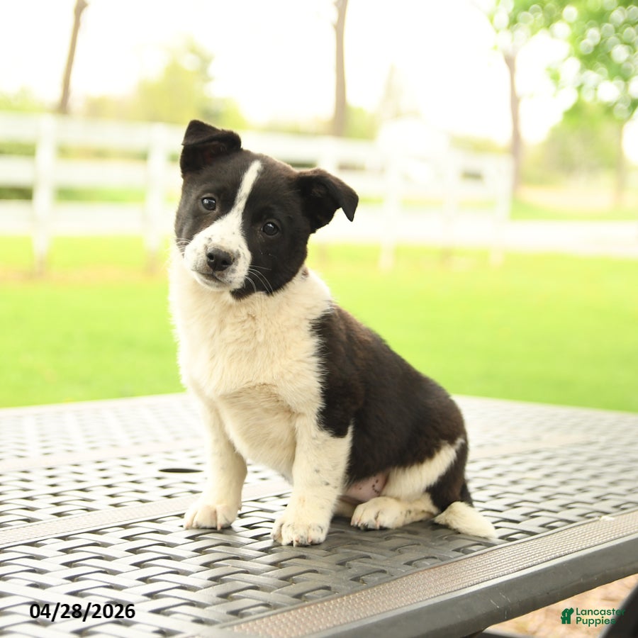 Mixed Breed dogs for sale: Clover - Ad 2