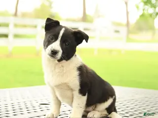 Mixed Breed dogs for sale: Clover - Ad 2