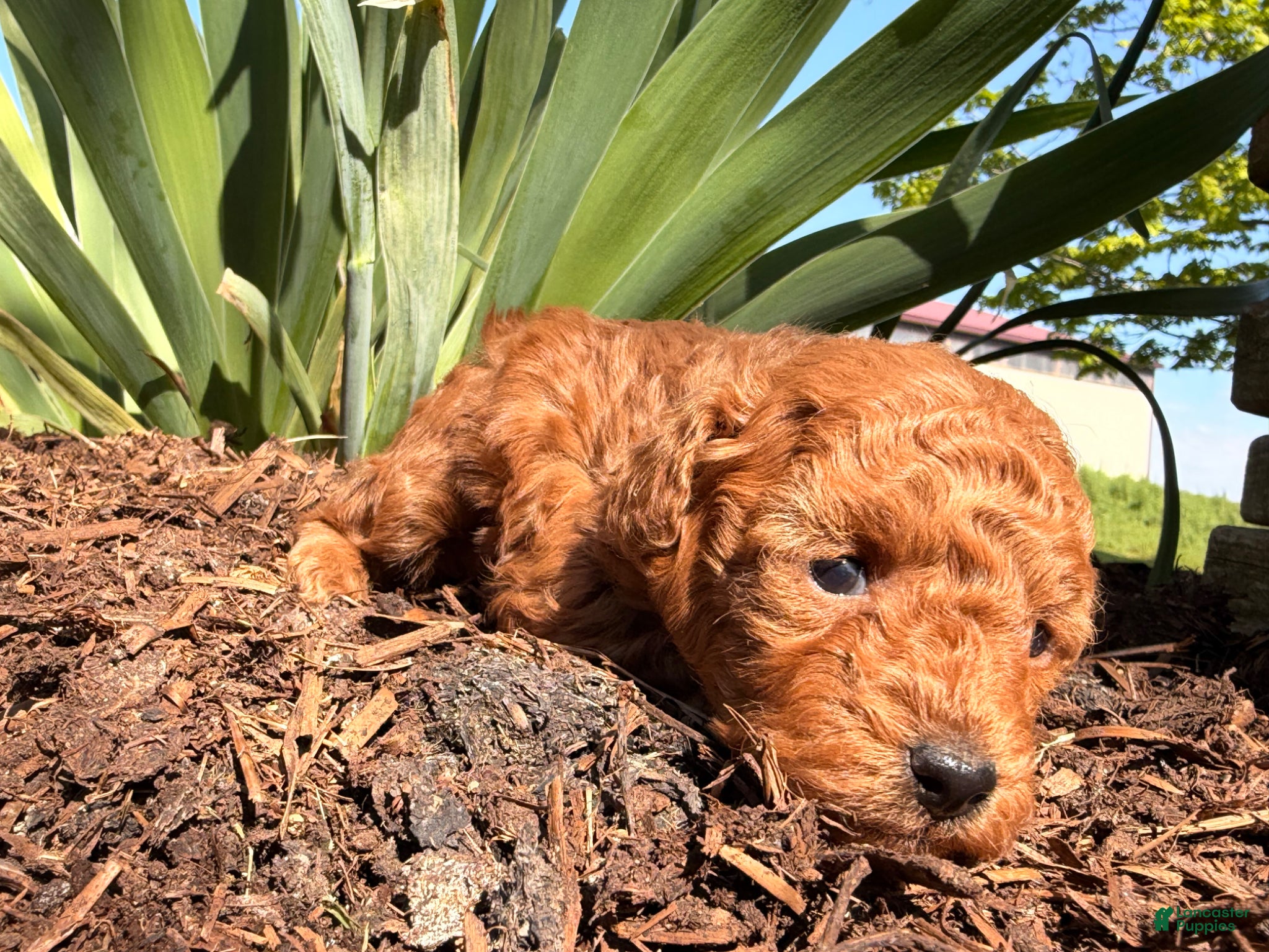 Toy Poodle dogs Willow  - Ad 2