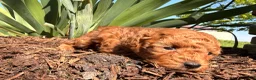 Toy Poodle dogs for sale: Willow  - Ad 2