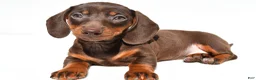 Dachshund dogs for sale: Indie - Ad 6