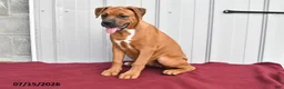 Mixed Breed dogs for sale: Betsy - Ad 5