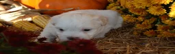 Malshi dogs for sale: Sawyer - Ad 3