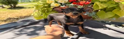 Miniature Pinscher dogs for sale: Isaac  - Ad 3