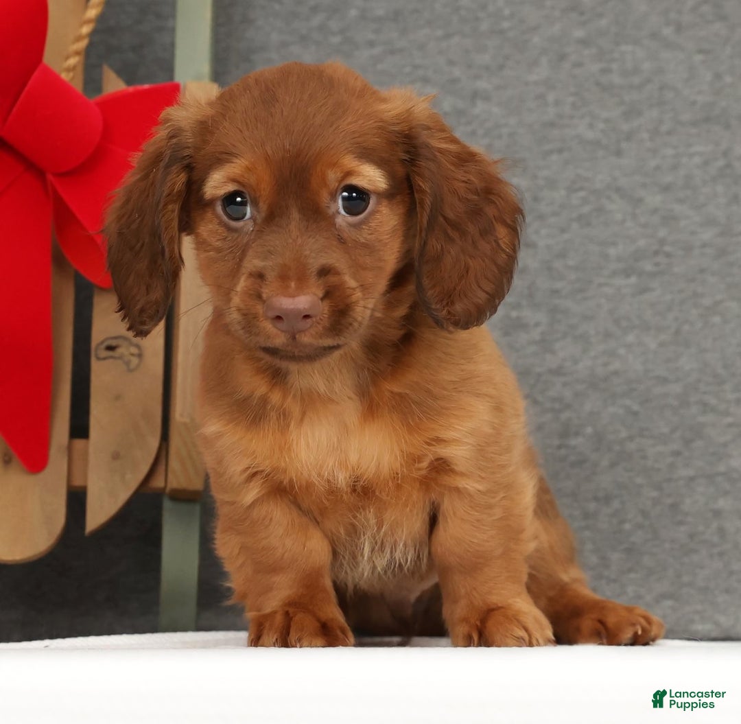 Miniature Dachshund dogs for sale: Gabe - Ad 2