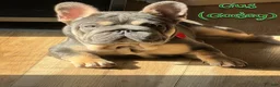 French Bulldog dogs for sale: Tito - Ad 3