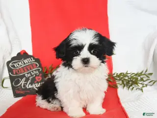 Malshi dogs Sterling - Ad 4