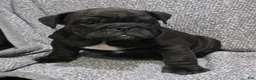 English Bulldog dogs for sale: Leroy - Ad 4