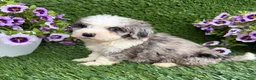 Mixed Breed dogs for sale: Bozo - Ad 4