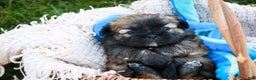 Shih Tzu dogs for sale: Herb - Ad 3