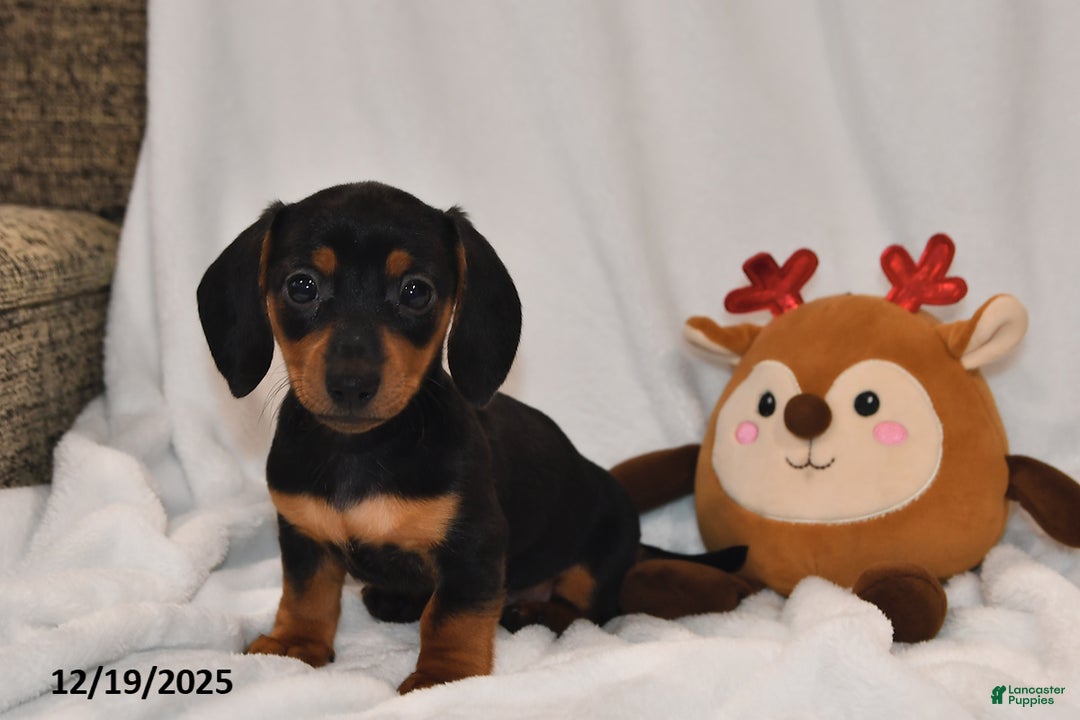 Miniature Dachshund dogs for sale: Bella   - Ad 1